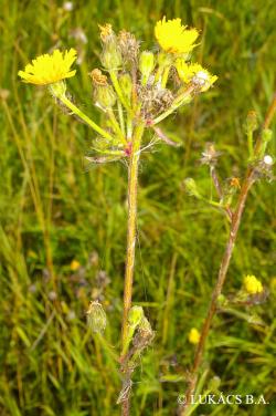 Picris hieracioides L. 2.Kép