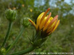 Picris hieracioides L. 3.Kép