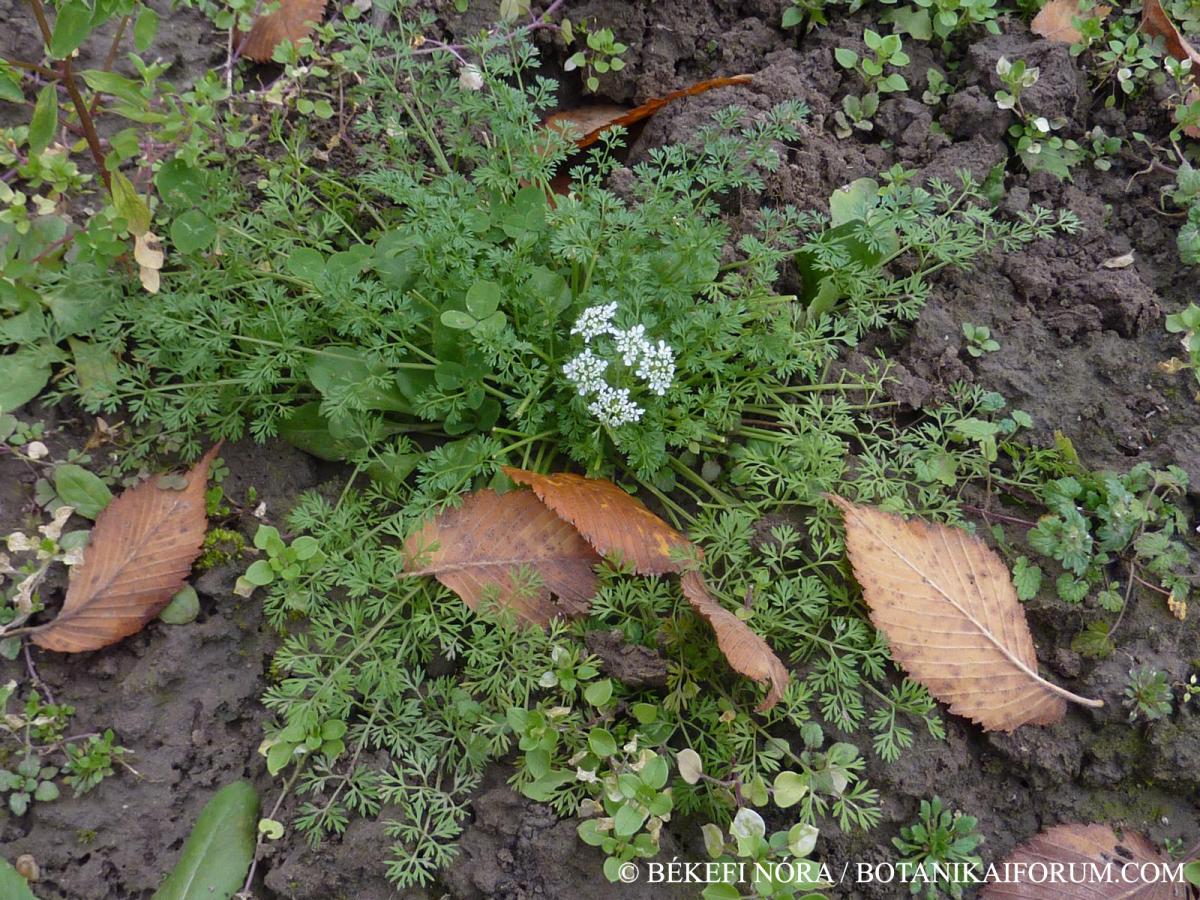 Pimpinella anisum L.