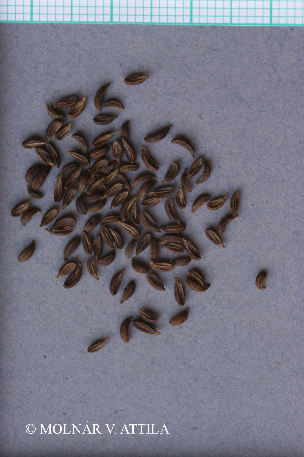 Pimpinella major (L.) Huds.