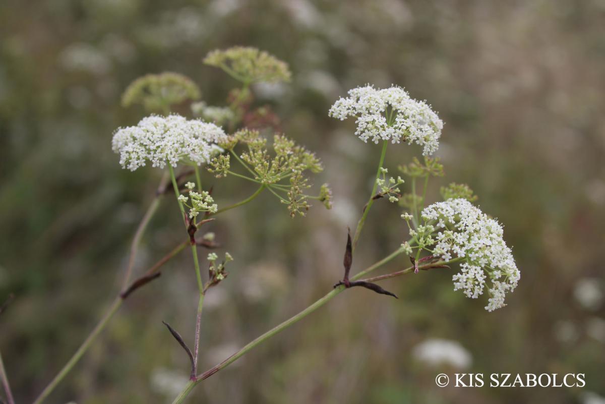Pimpinella saxifraga L.