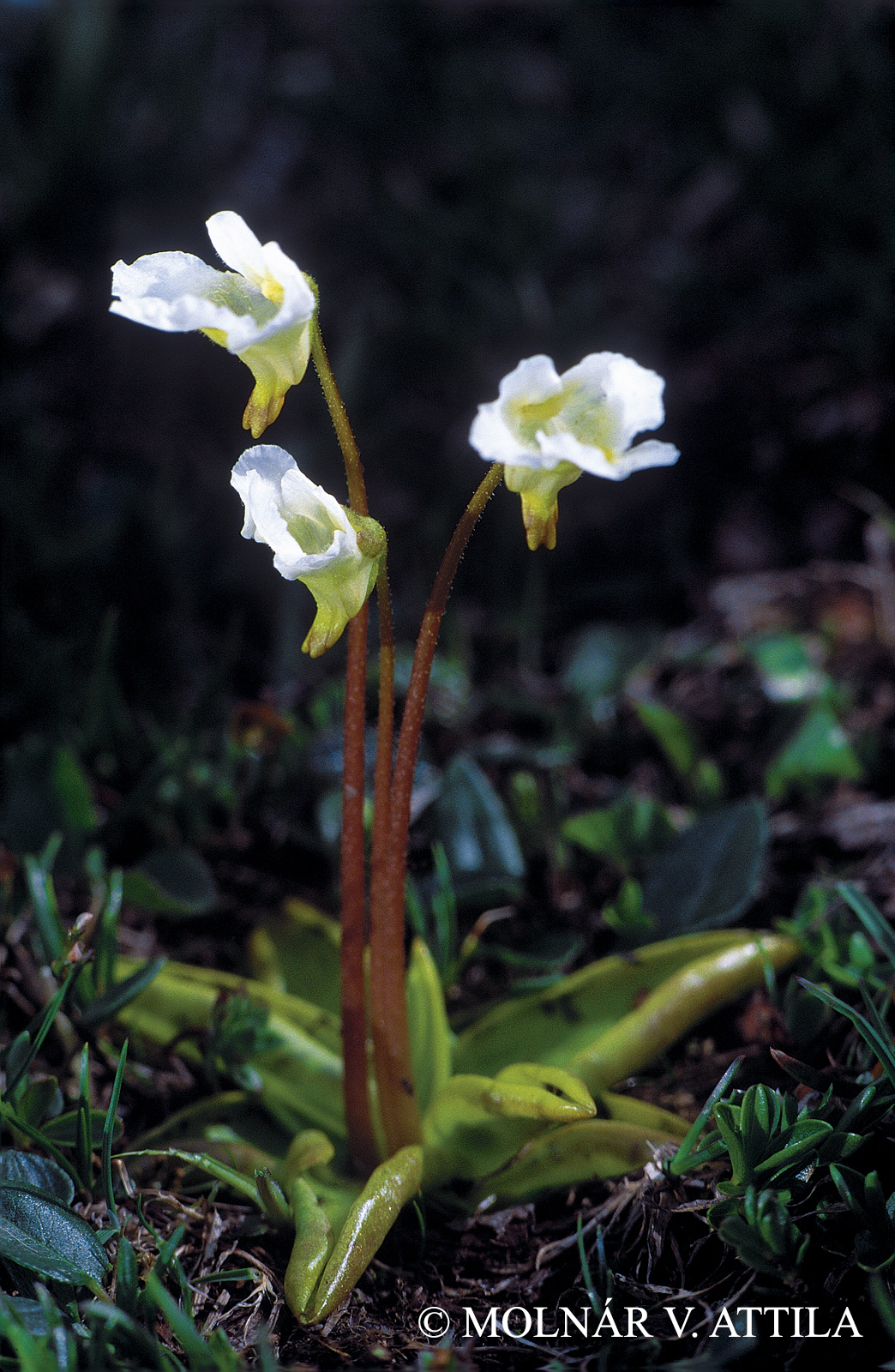 Pinguicula alpina L.