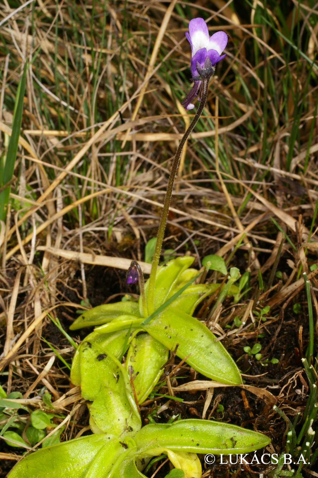 Pinguicula vulgaris L.