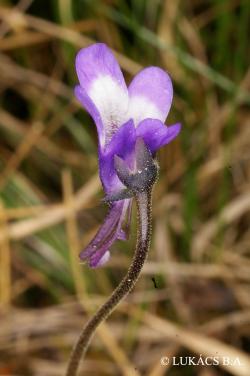 Pinguicula vulgaris L. 2.Image