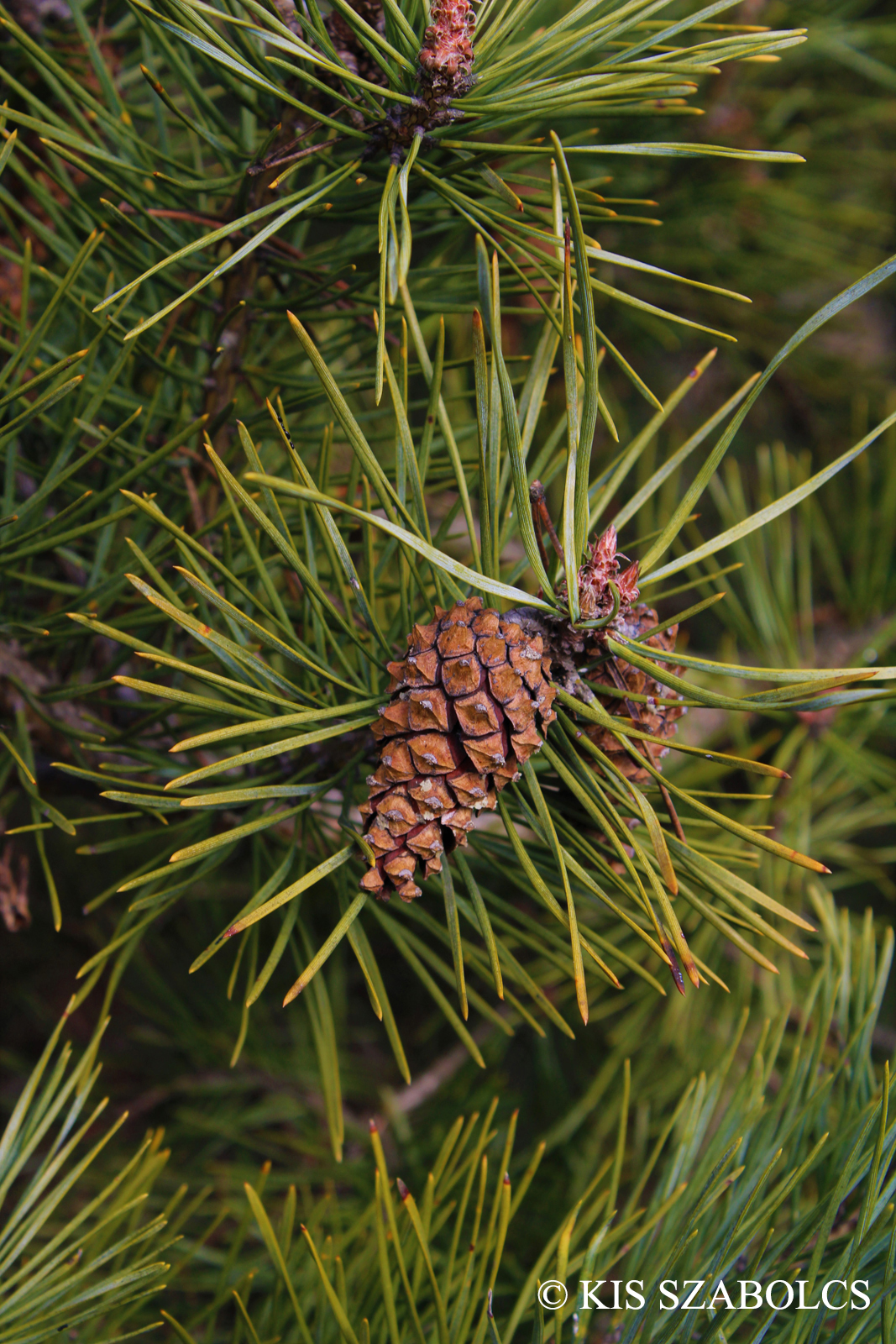 Pinus nigra J.F. Arnold