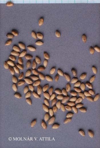 Pinus nigra J.F. Arnold 3.Image