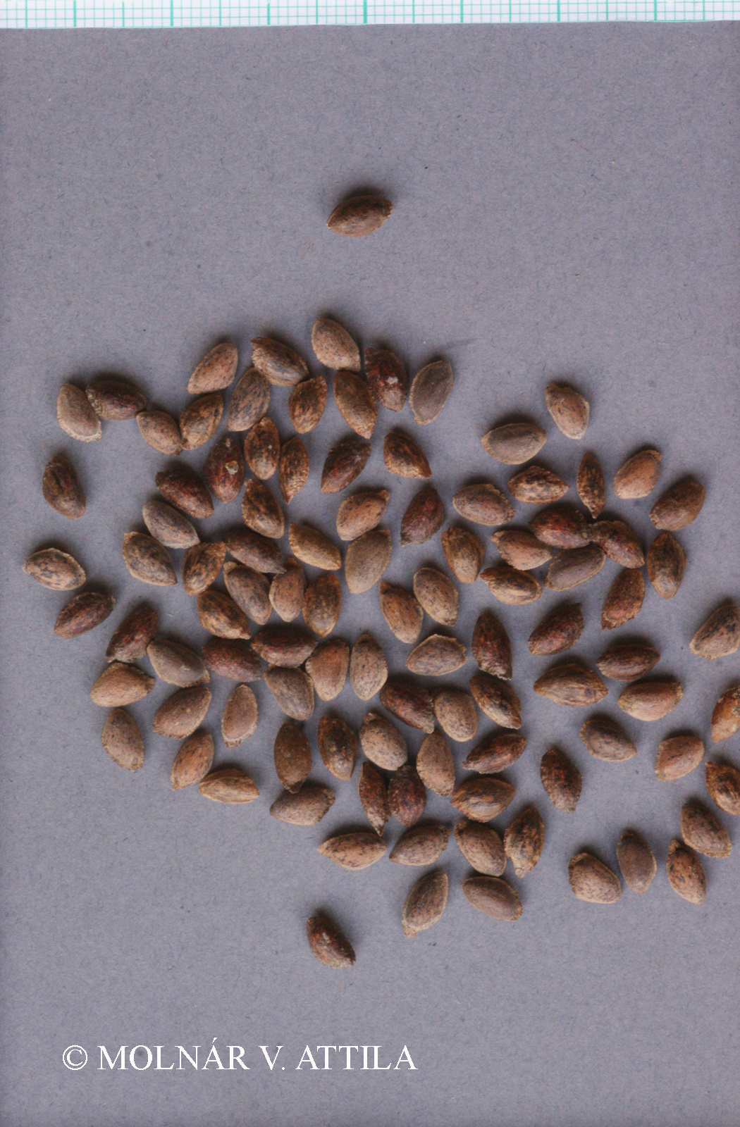 Pinus strobus L.