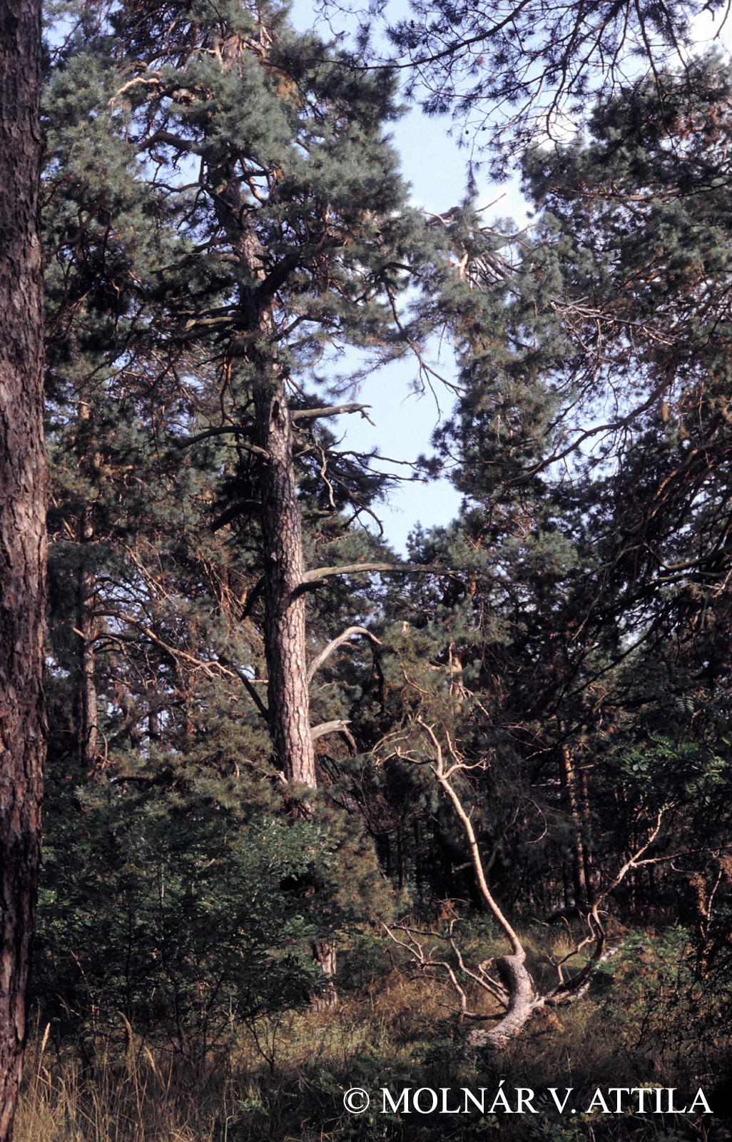 Pinus sylvestris L.