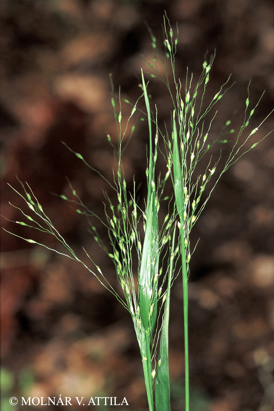 Piptatherum virescens (Trin.) Boiss.