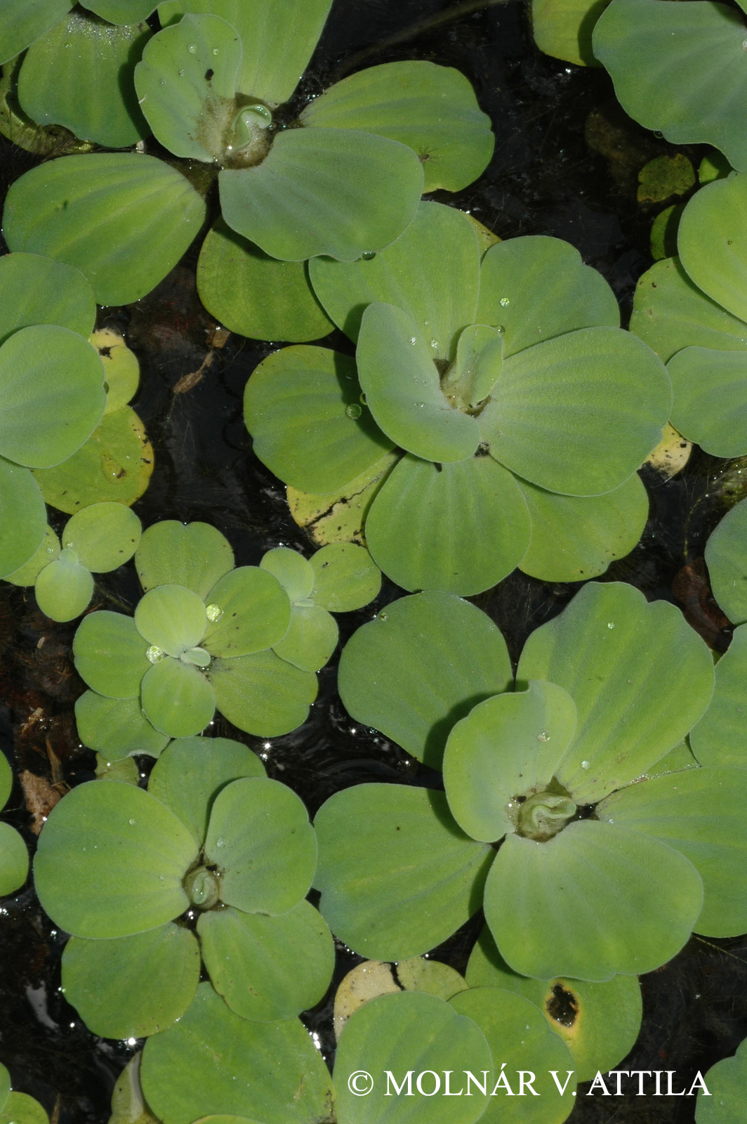 Pistia stratiotes L.