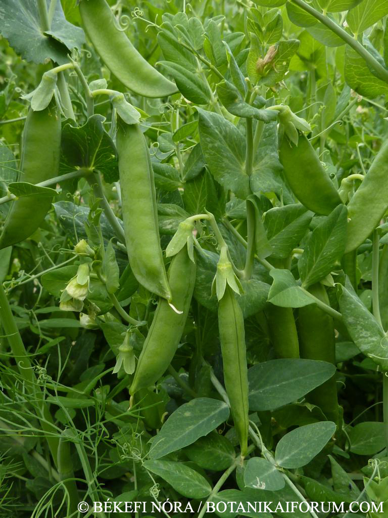 Pisum sativum L.