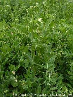 Pisum sativum L. 2.Image