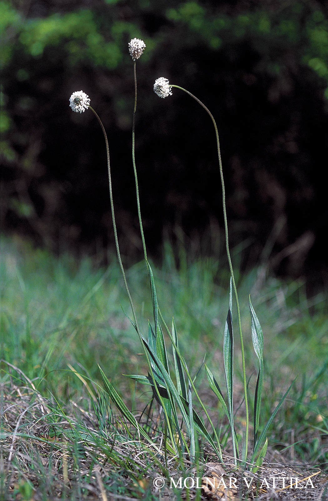 Plantago argentea Chaix in Vill.