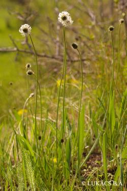 Plantago argentea Chaix in Vill. 2.Image
