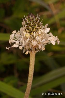 Plantago argentea Chaix in Vill. 3.Image