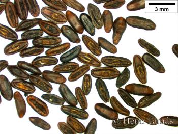 Plantago argentea Chaix in Vill. 4.Image