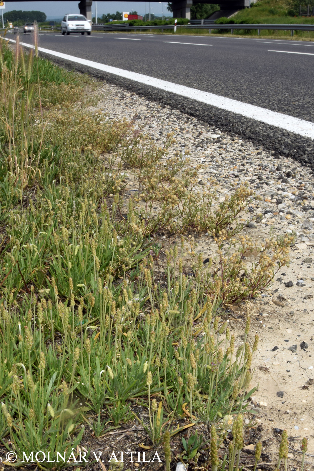 Plantago coronopus L.