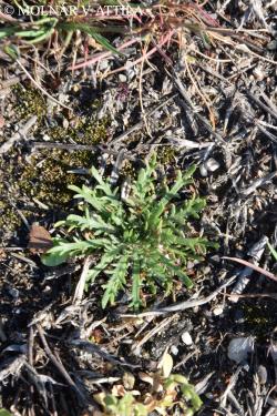 Plantago coronopus L. 2.Image