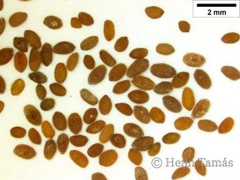 Plantago coronopus L. 3.Image