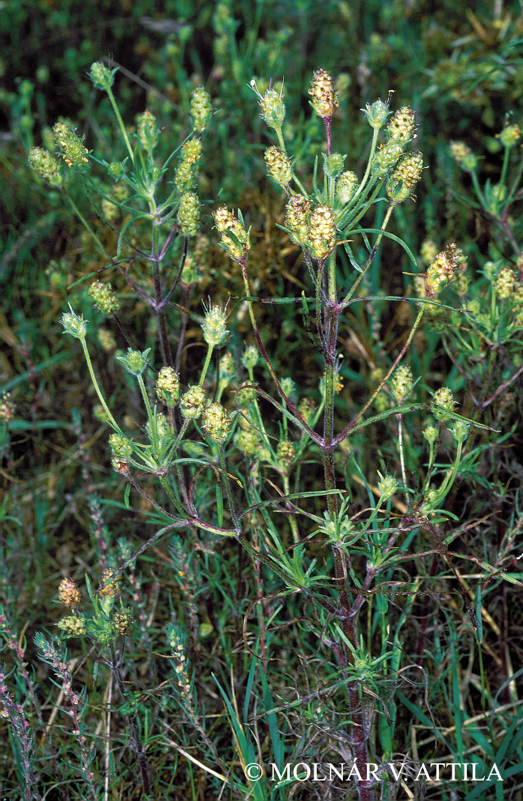 Plantago indica L.