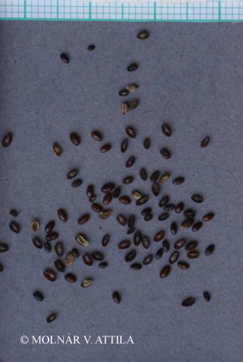 Plantago indica L. 2.Image
