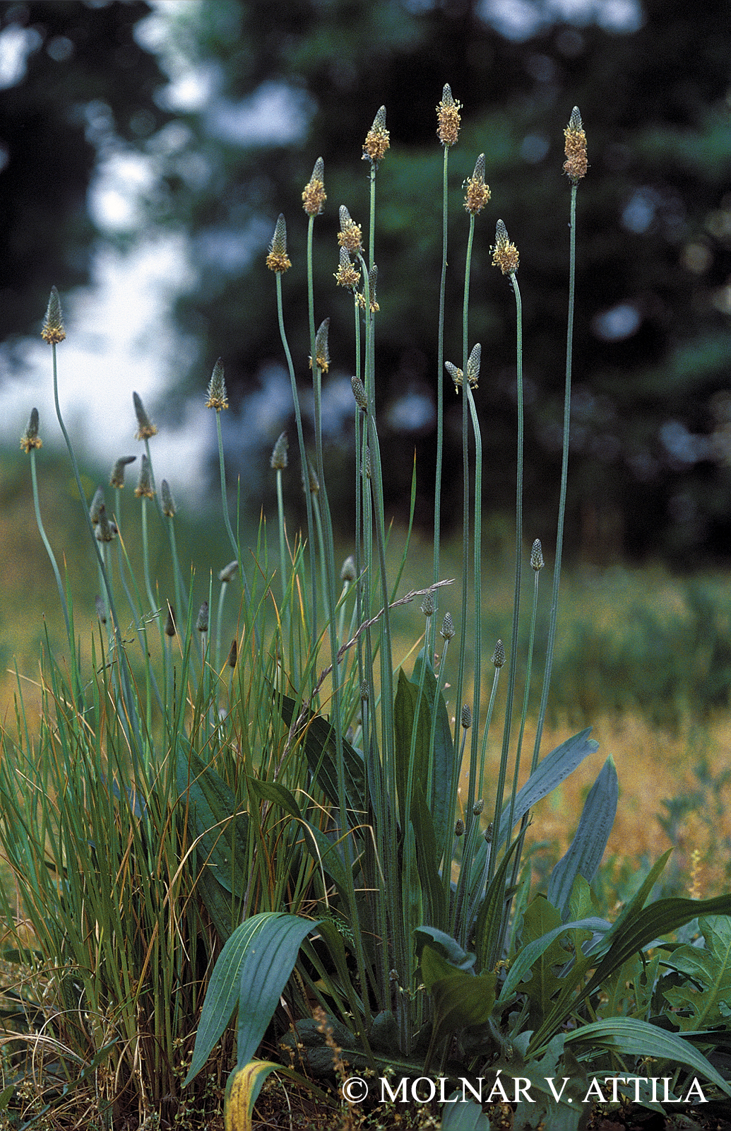 Plantago lanceolata L.