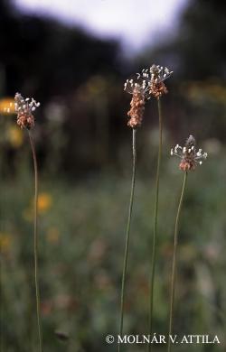 Plantago lanceolata L. 2.Image