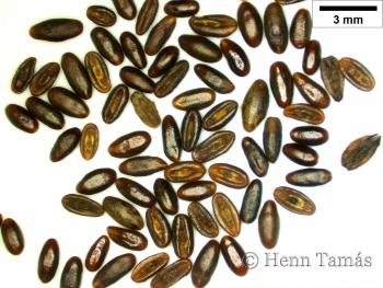 Plantago lanceolata L. 4.Image