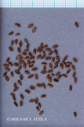 Plantago lanceolata L. 5.Image