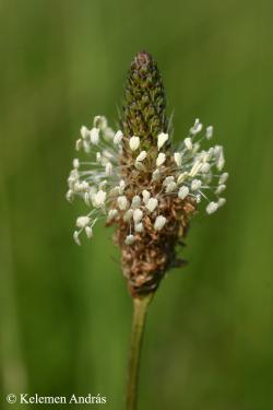 Plantago lanceolata L. 3.Image
