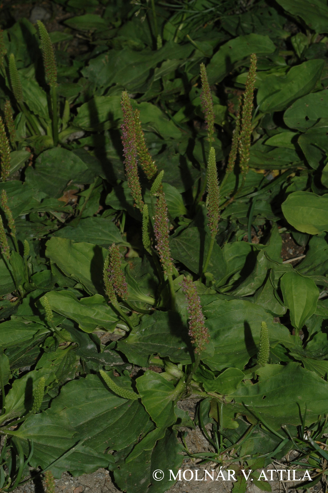 Plantago major L.