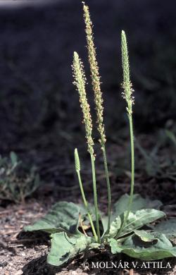 Plantago major L. 2.Image
