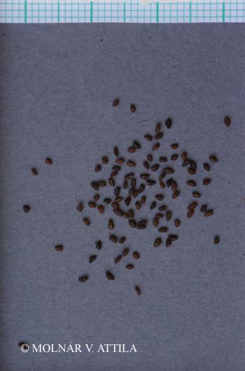 Plantago major L. 3.Image