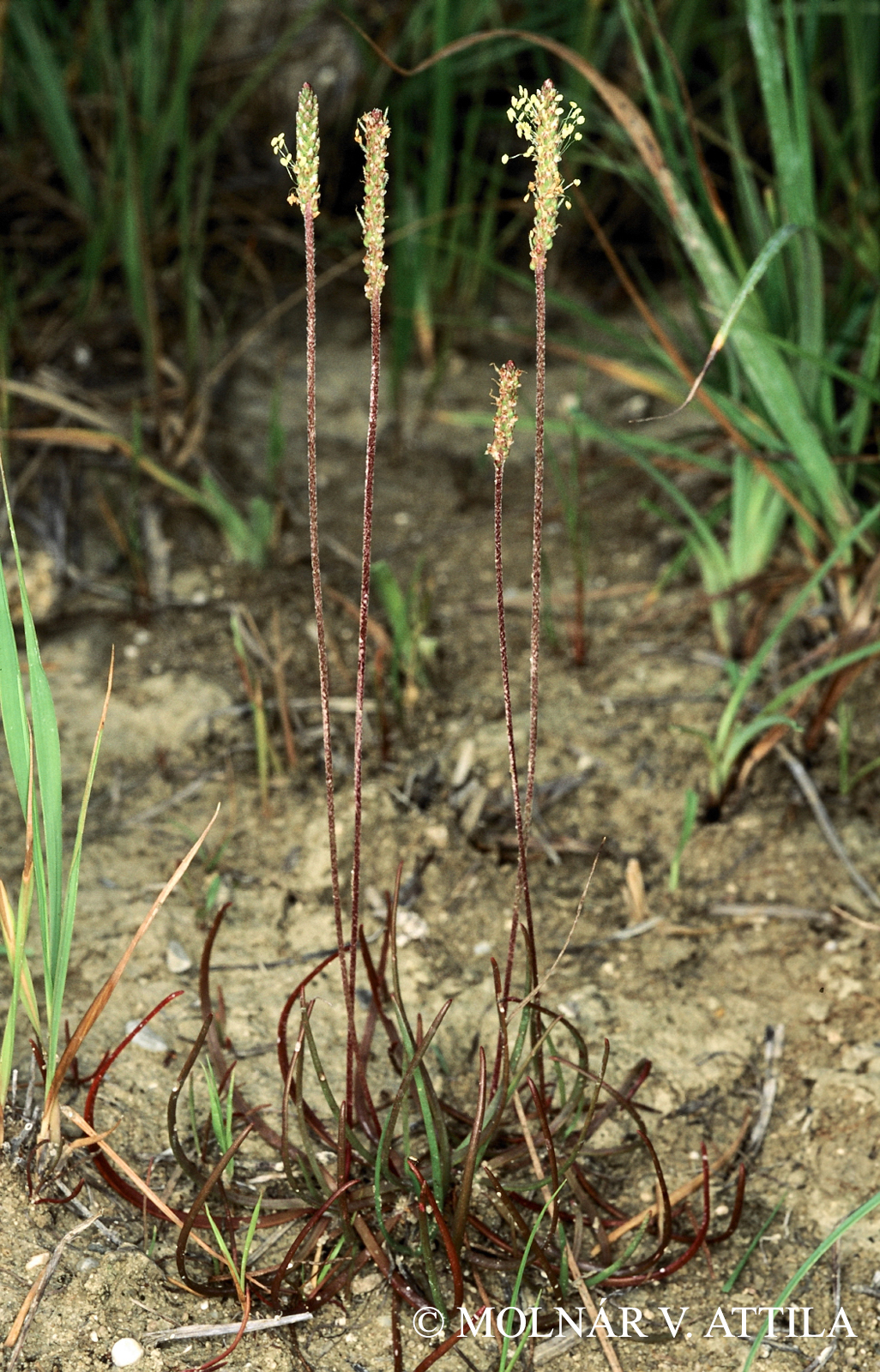Plantago maritima L.