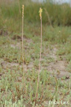 Plantago maritima L. 2.Image