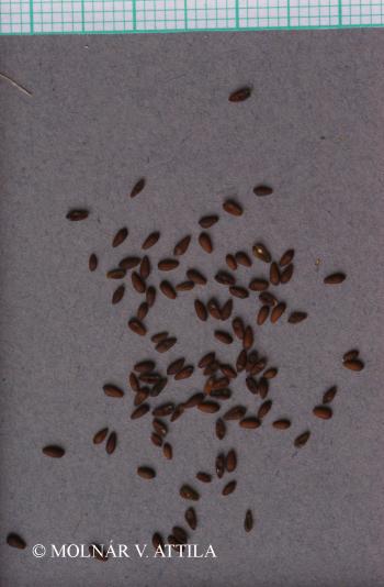 Plantago maritima L. 3.Image