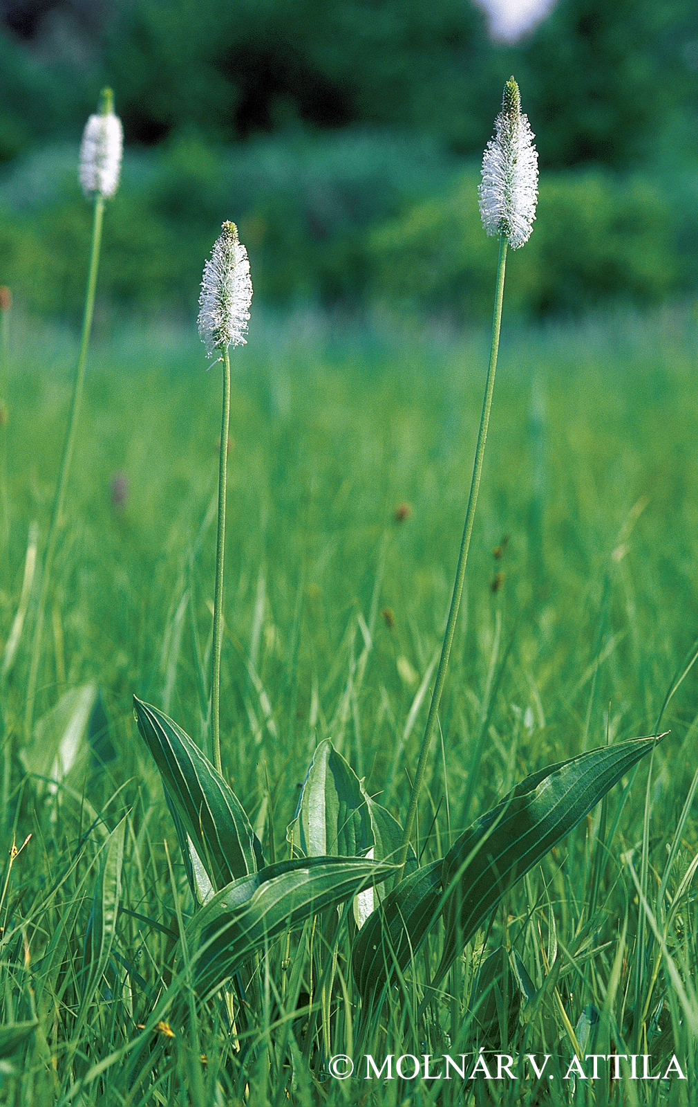 Plantago maxima Juss. ex Jacq.