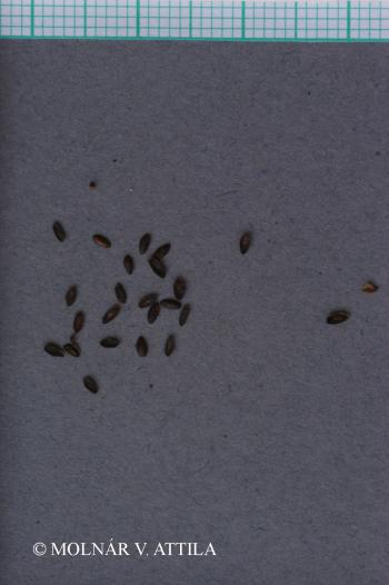 Plantago maxima Juss. ex Jacq. 2.Image