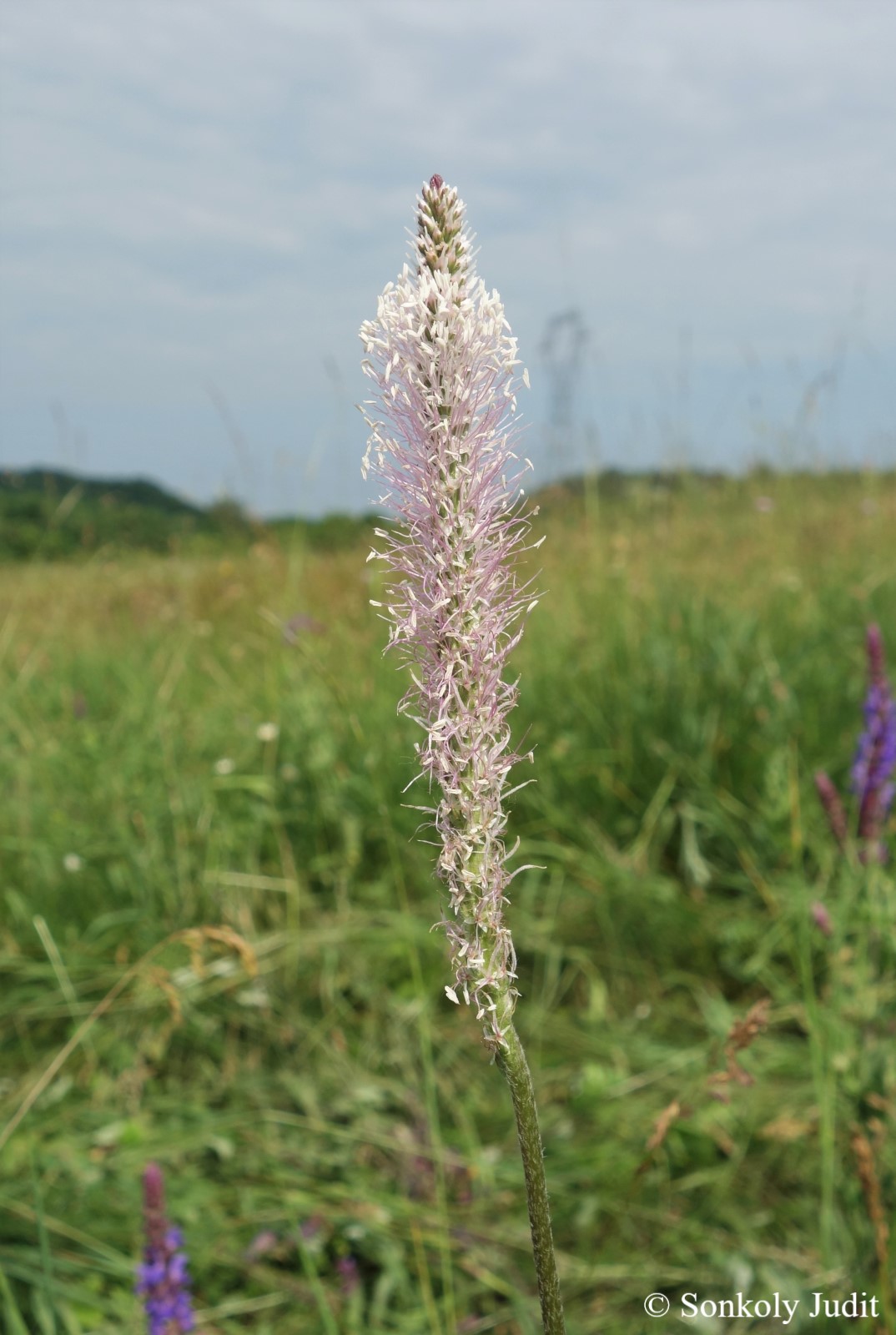 Plantago media L.