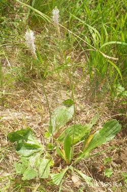 Plantago media L. 2.Image