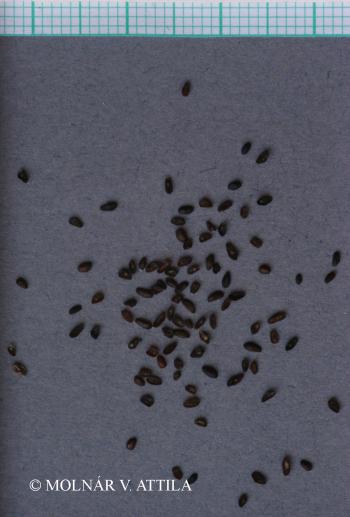 Plantago media L. 3.Image