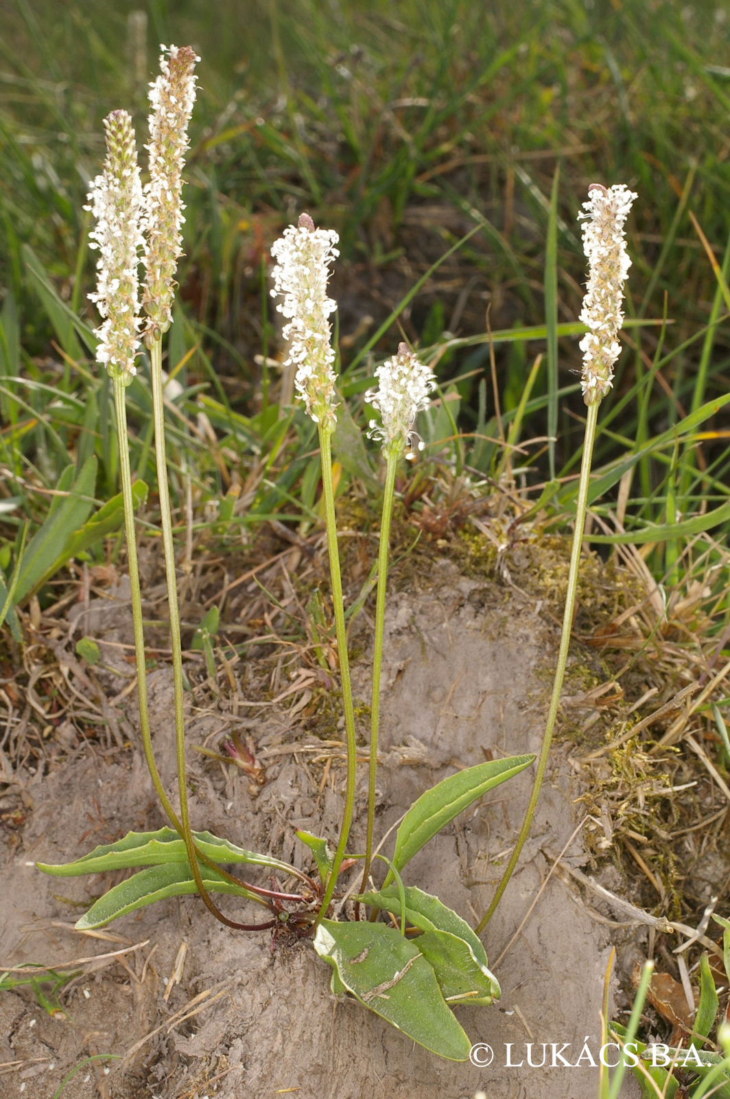 Plantago schwarzenbergiana Schur