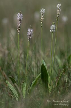 Plantago schwarzenbergiana Schur 2.Image