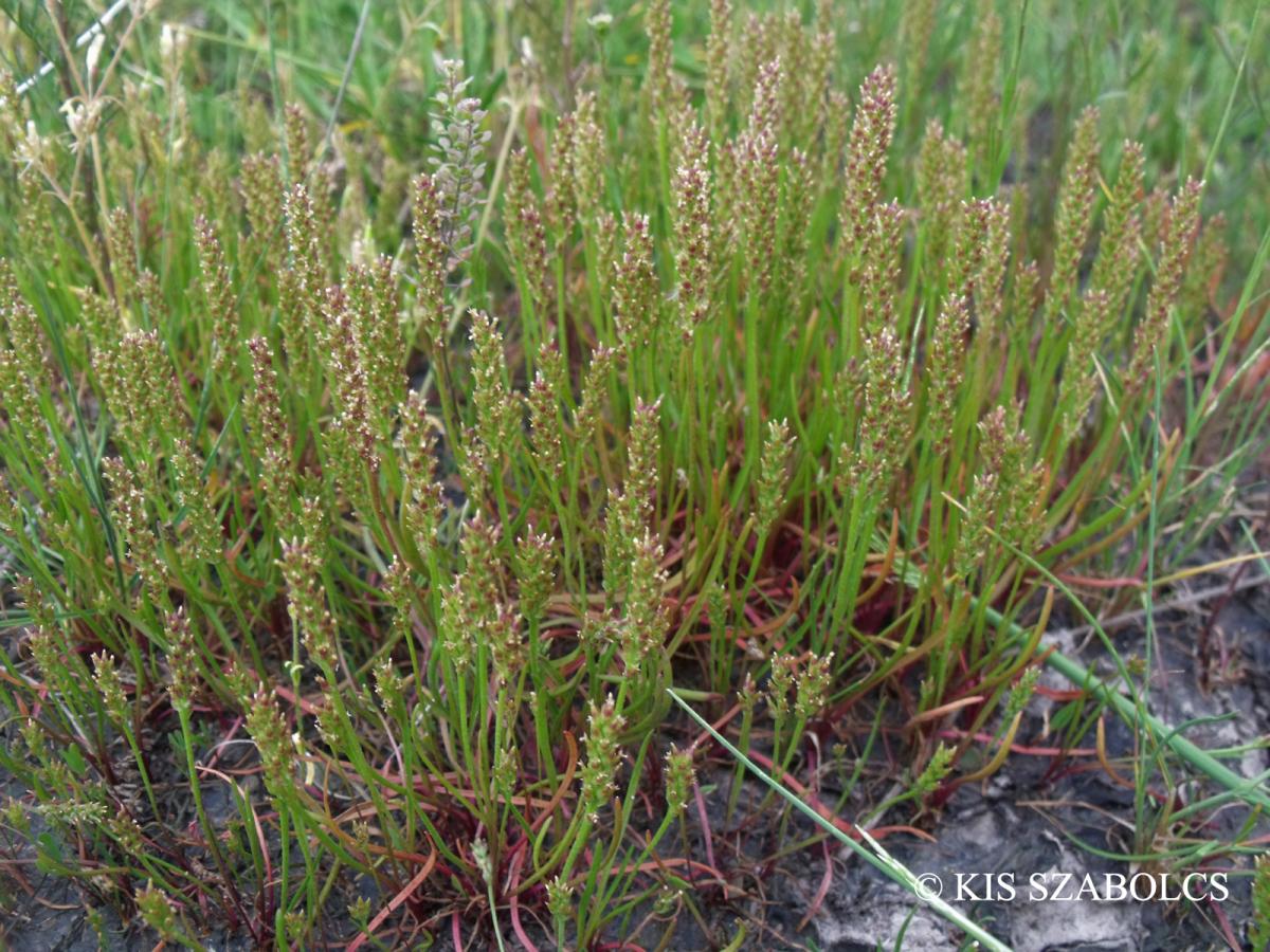 Plantago tenuiflora Waldst. et Kit.