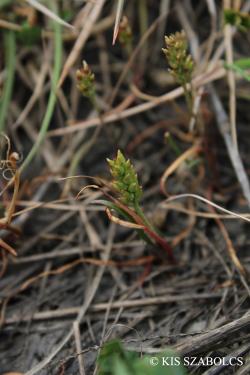 Plantago tenuiflora Waldst. et Kit. 2.Image