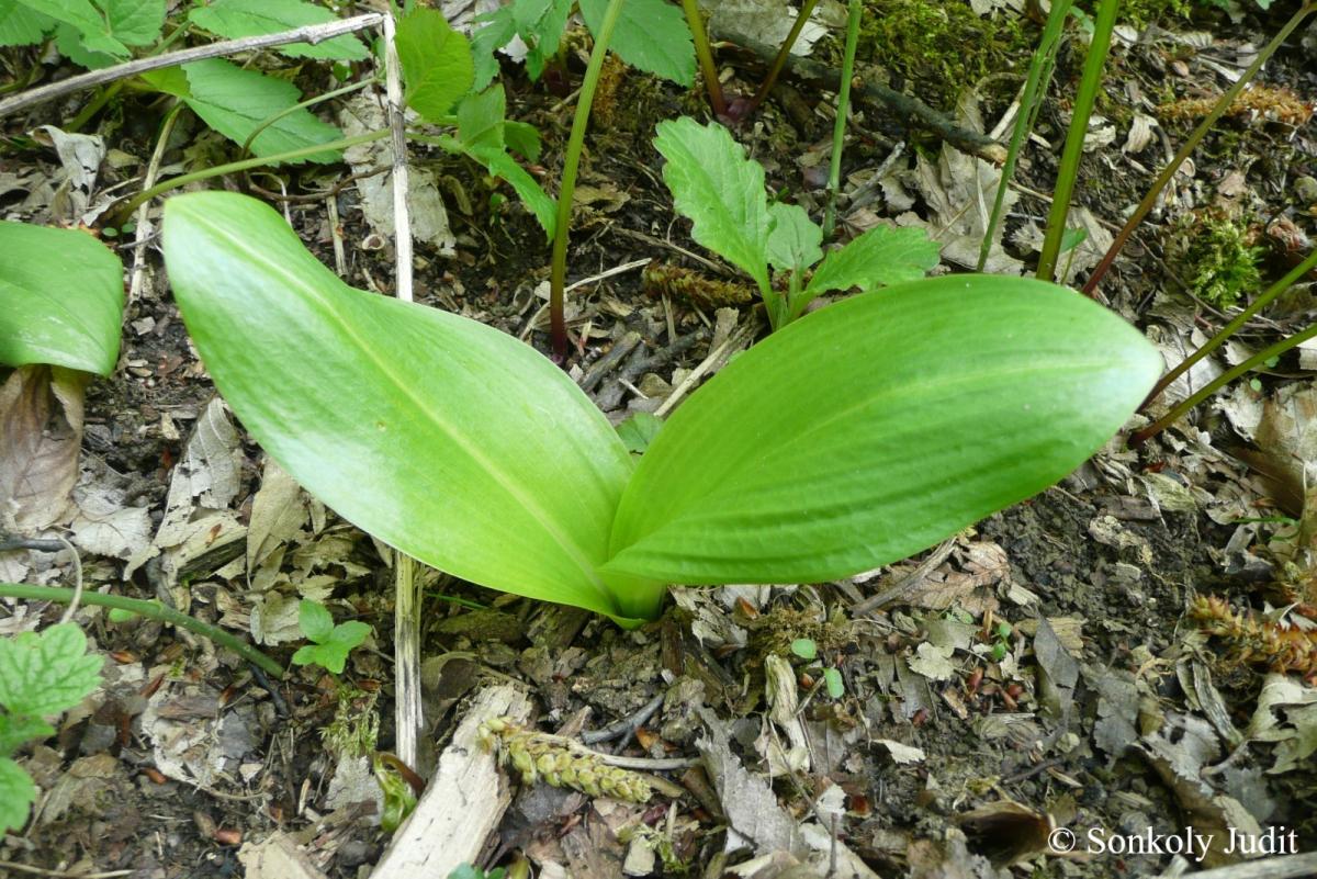 Platanthera bifolia (L.) Rich.