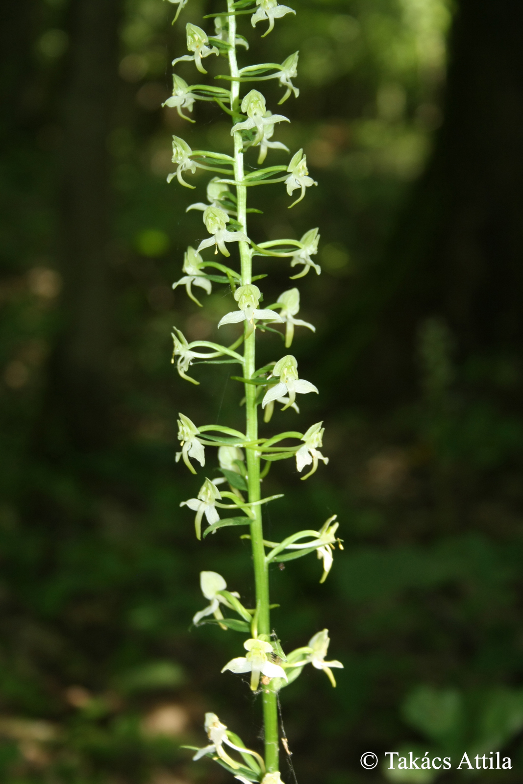 Platanthera chlorantha (Custer) Rchb. in Mössler