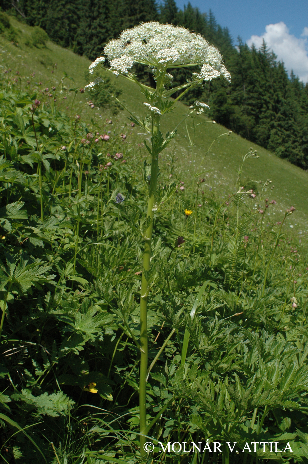 Pleurospermum austriacum (L.) Hoffm.