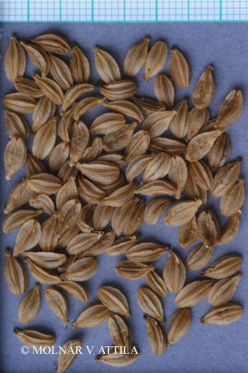 Pleurospermum austriacum (L.) Hoffm. 2.Kép