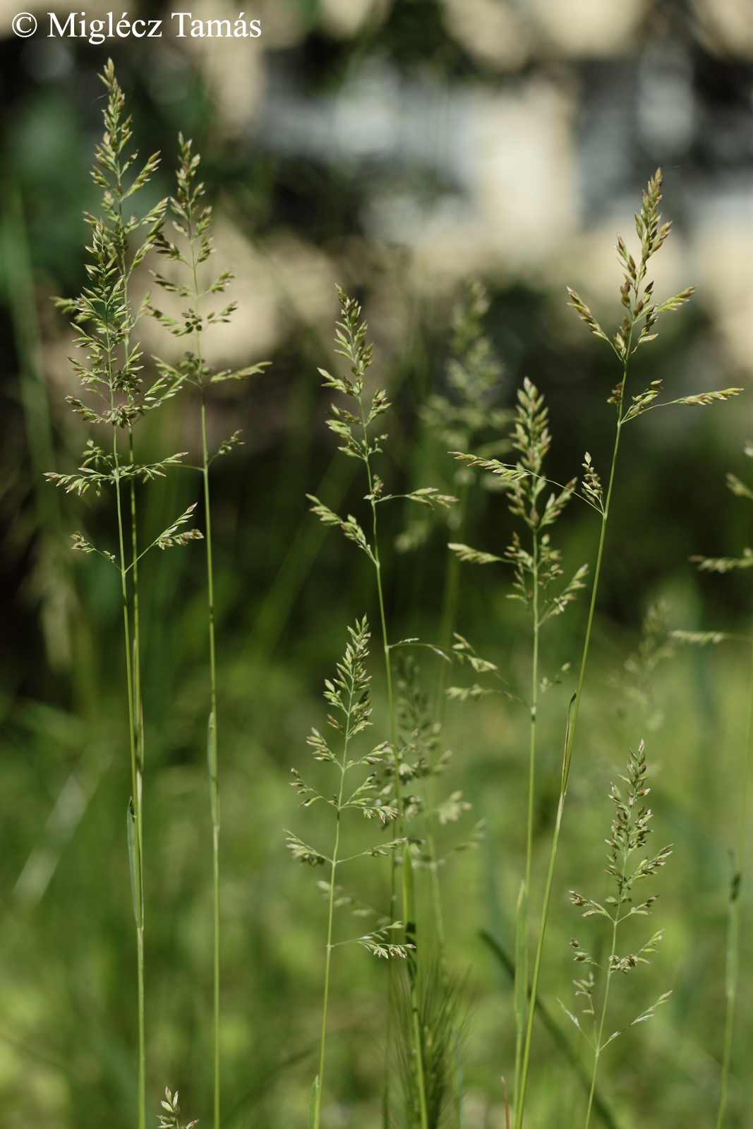 Poa angustifolia L.